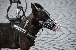 Hundestaffel bei der Polizei